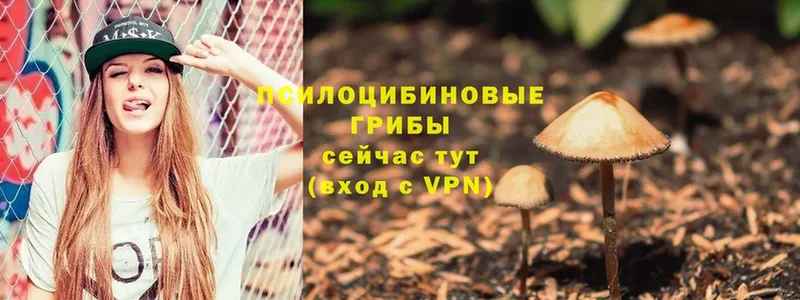 продажа наркотиков  Тосно  Галлюциногенные грибы Psilocybine cubensis 